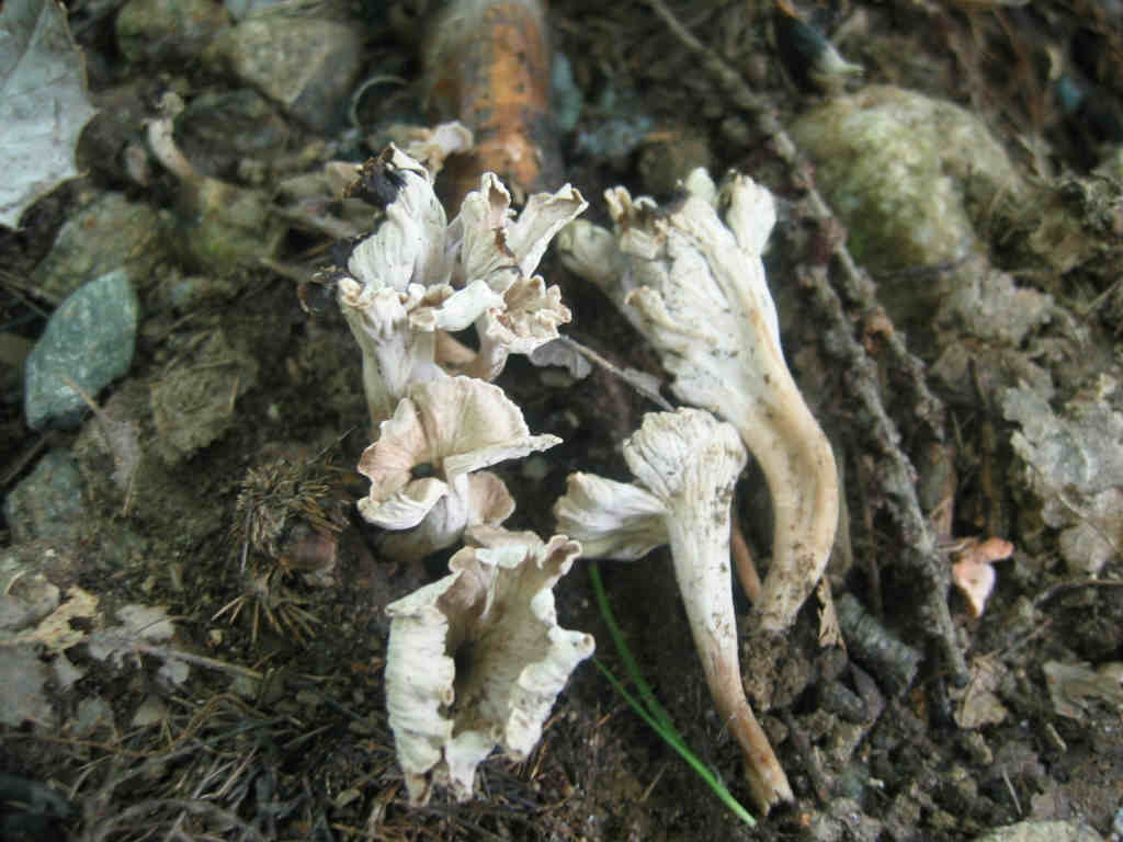 2005 :  Un anno di funghi